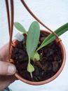 Bulbophyllum tremulum - 2/3