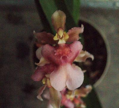Kvetoucí orchidej mini Oncidium #3 - 2