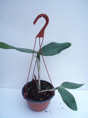 Orchidej Cattleya - květuschopná v závěsu 13cm - 2