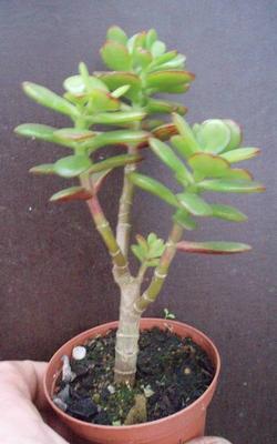 Crassula ovata, drobný list - 2