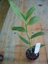 Epidendrum ilense - 2/2
