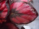 Begonia rex 'Red&Black' - 2/4