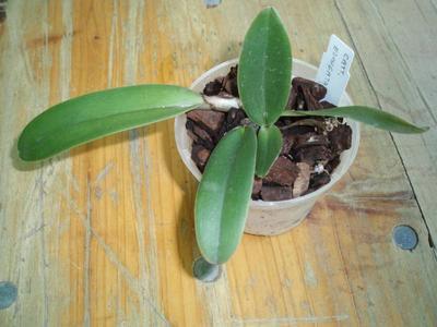 Cattleya elongata - 2