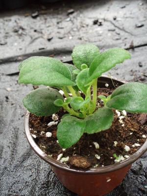 Alsobia dianthiflora - 2