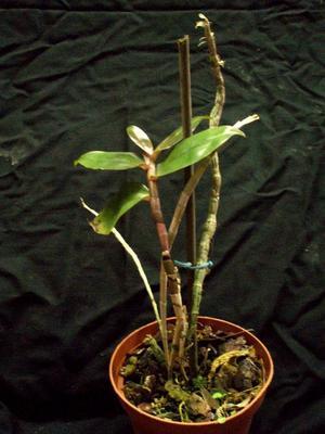 Dendrobium intricatum - 2