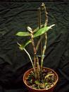 Dendrobium intricatum - 2/3