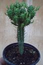 Euphorbia submammillaris - 2/4