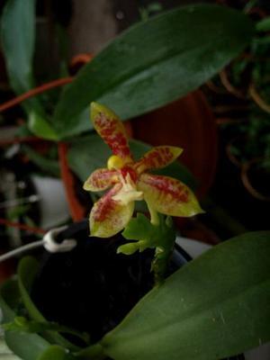 Phalaenopsis cornu-cervi - 2