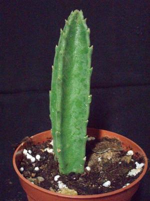 Stapelia grandiflora - 2
