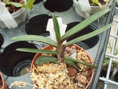 Renanthera monachica - 2