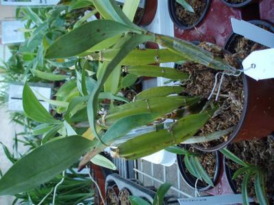 Dendrobium farmerii - 2