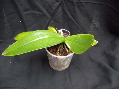Orchidej pro začátečníky - Phalaenopsis MINI - 2