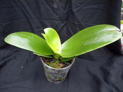 Orchidej pro začátečníky - Phalaenopsis - 2