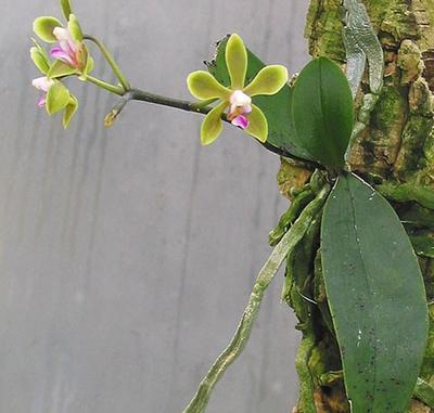 Phalaenopsis stobartiana - 2