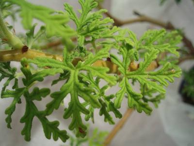 Pelargonium radens - 2