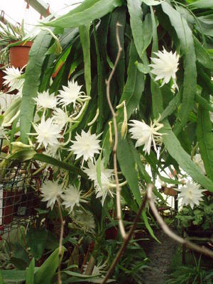 Epiphyllum pumillum - 2