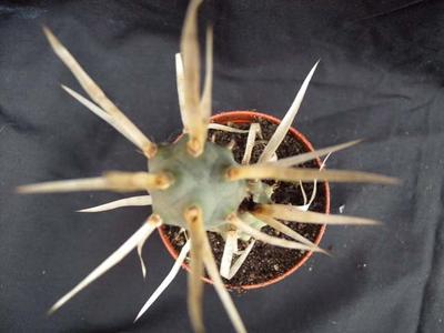 Tephrocactus papyracanthus - 2