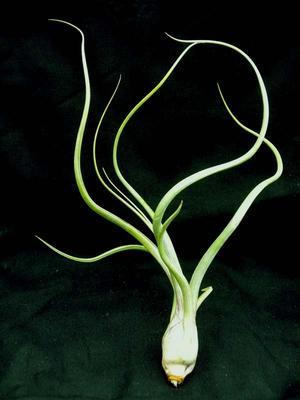 Tillandsia pseudobaileyi (malá rostlina) - 2