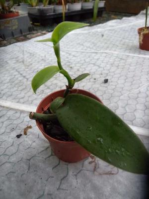 Vanilla planifolia - 2