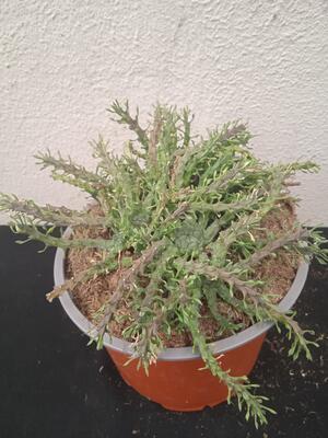 Euphorbia pugniformis - 3