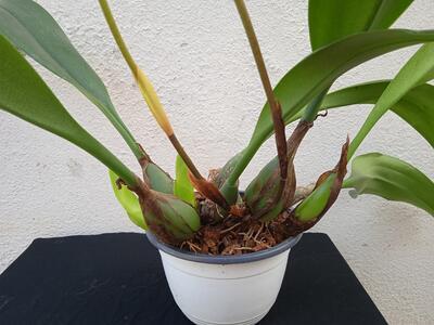 Bulbophyllum Wilbur Chang - 3
