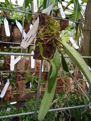 Bulbophyllum fascinator - 3