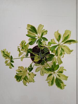 Schefflera arboricola 'Janine' - 3