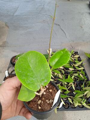 Hoya cardiophylla (zakořeněný řízek) - 3