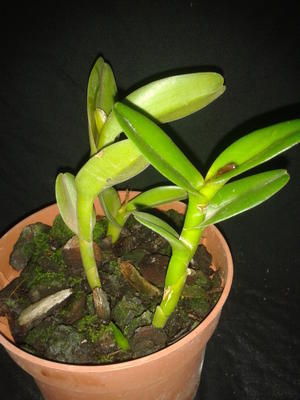 Epidendrum latilabre - 3