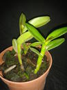 Epidendrum latilabre - 3/4