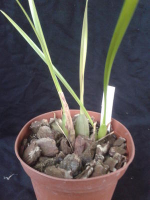 Maxillaria houtteana - 3