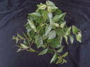 Peperomia angulata (menší) - 2/2
