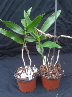 Dendrobium wardianum - 3