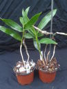 Dendrobium wardianum - 3/3