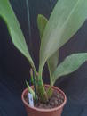 Gramatophyllum stapeliiflorum - 3/4