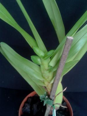 Maxillaria camaridi - 3