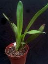 Maxillaria crassifolia - 3/3