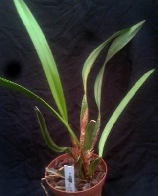 Maxillaria densa - 3