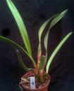 Maxillaria densa - 3/3