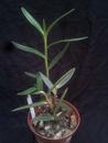Epidendrum coronatum - 3/3