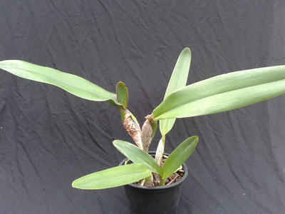 Laelia tenebrosa - velká rostlina - 3