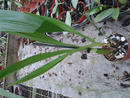 Orchidej Zygopetalum - 3/3