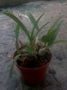Hybridní orchidej - Dendrobium phalaenopsis - 3/3
