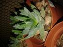 Aloe brevifolia - 3/3