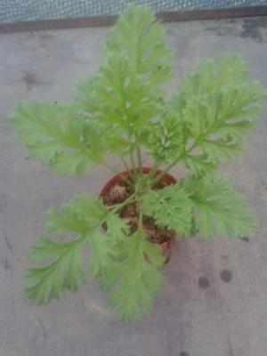 Pelargonium laxum - 3