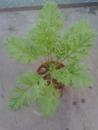Pelargonium laxum - 3/4