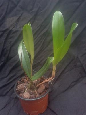 Bulbophyllum falcatum - 3