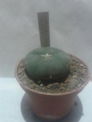 Lophophora williamsii - 3