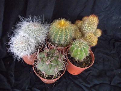 sada 5 různých kaktusů - 3