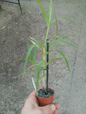 Arundina graminifolia - 3